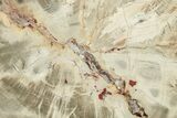 Polished Petrified Wood (Araucarioxylon) Round - Arizona #222135-1